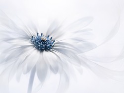 Dimorfoteka, Biały, Kwiat